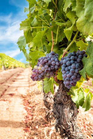 Veraison in a vineyard. Bunches of grapes with berries that begin the ripening phase. Traditional agriculture. Sardinia.の写真素材