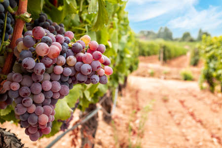 Veraison in a vineyard. Bunches of grapes with berries that begin the ripening phase. Traditional agriculture. Sardinia.の写真素材