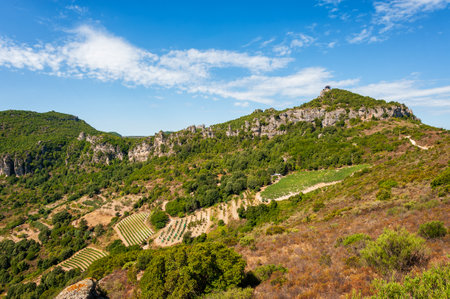 Mountain landscape with the cultivation of vineyards for the production of wine, Sardinia, Italy. Traditional agriculture. Vertical video.の写真素材