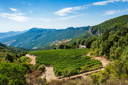 Mountain landscape with the cultivation of vineyards for the production of wine, Sardinia, Italy. Traditional agriculture. Vertical video.の写真素材