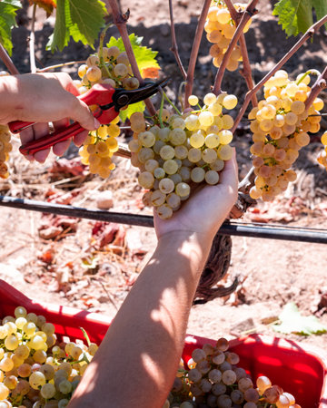 Vermentino grapes. Farmer manually harvesting the bunches of grapes with scissors. Traditional agriculture. Sardinia.の写真素材