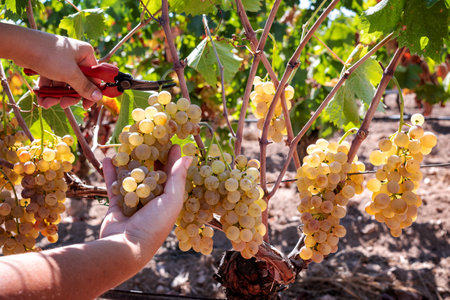Vermentino grapes. Farmer manually harvesting the bunches of grapes with scissors. Traditional agriculture. Sardinia.の写真素材