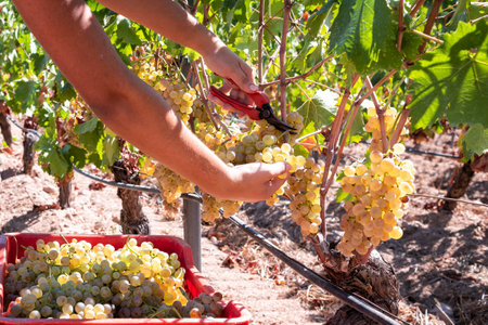 Vermentino grapes. Farmer manually harvesting the bunches of grapes with scissors. Traditional agriculture. Sardinia.の写真素材