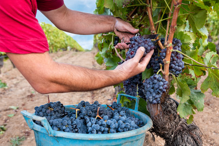 Cannonau grapes. Farmer manually harvesting the bunches of grapes with scissors. Traditional agriculture. Sardinia.の写真素材