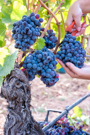 Cannonau grapes. Young woman manually harvesting the bunches of grapes with scissors. Traditional agriculture. Sardinia.の写真素材