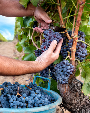 Cannonau grapes. Farmer manually harvesting the bunches of grapes with scissors. Traditional agriculture. Sardinia.の写真素材
