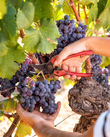 Cannonau grapes. Young woman manually harvesting the bunches of grapes with scissors. Traditional agriculture. Sardinia.の写真素材