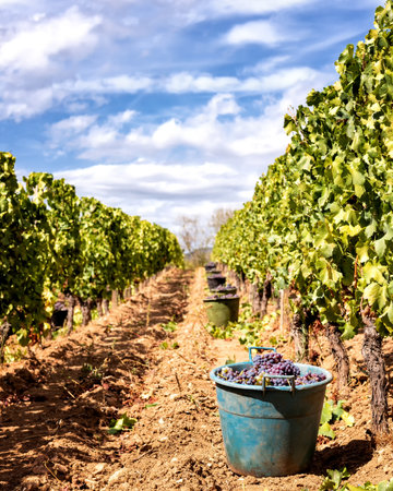 Cannonau grapes. Rows of the vineyard with baskets that contain the grapes during the harvest. Traditional agriculture. Sardinia.の写真素材
