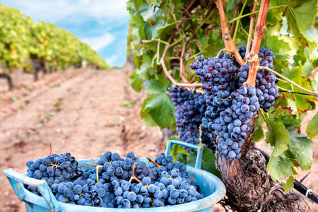 Cannonau grapes. Rows of the vineyard with baskets that contain the grapes during the harvest. Traditional agriculture. Sardinia.の写真素材