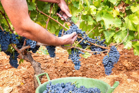 Cannonau grapes. Farmer manually harvesting the bunches of grapes with scissors. Traditional agriculture. Sardinia.の写真素材