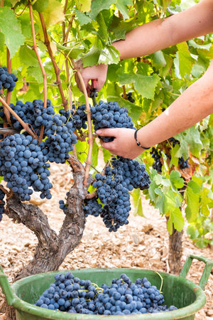 Cannonau grapes. Young woman manually harvesting the bunches of grapes with scissors. Traditional agriculture. Sardinia.の写真素材