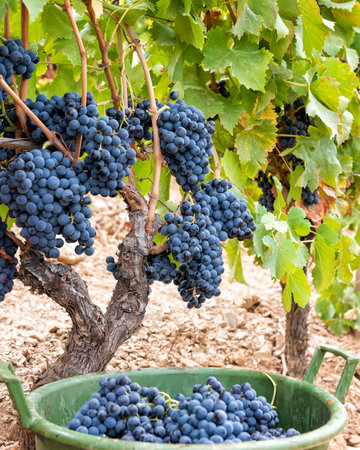 Cannonau grapes. Bunches of black grapes between the branches of the plant in the vineyard. Traditional agriculture. Sardinia.の写真素材