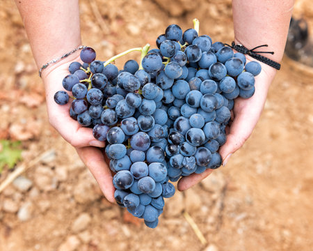 Cannonau grapes. Young woman holds freshly picked bunches of grapes in her hand. Traditional agriculture. Sardinia.の写真素材