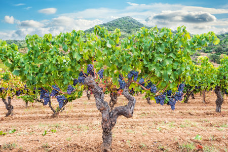 Cannonau grapes. Majestic old vine stock, with bunches of ripe grapes hanging from the branches between the leaves. Traditional agriculture. Sardinia.の写真素材