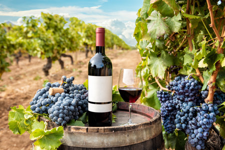 Cannonau wine. Bottle and goblet of red wine above the barrel between the rows of a vineyard. Food, drinks.の写真素材