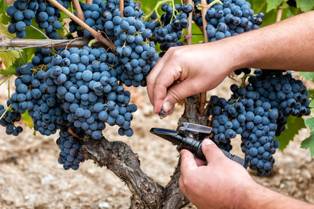 Cannonau grapes. The agronomist in the vineyard squeezes the grape on the refractometer to measure...