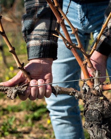 Winegrower pruning the vineyard with professional steel scissors. Traditional agriculture. Winter pruning, Guyot method.の写真素材