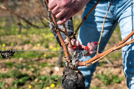 Winegrower pruning the vineyard with professional steel scissors. Traditional agriculture. Winter pruning, Guyot method.の写真素材