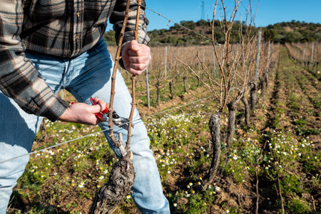 Winegrower pruning the vineyard with professional steel scissors. Traditional agriculture. Winter pruning, Guyot method.の写真素材