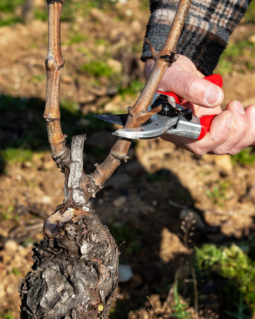 Winegrower pruning the vineyard with professional steel scissors. Traditional agriculture. Winter pruning, Guyot method.の写真素材