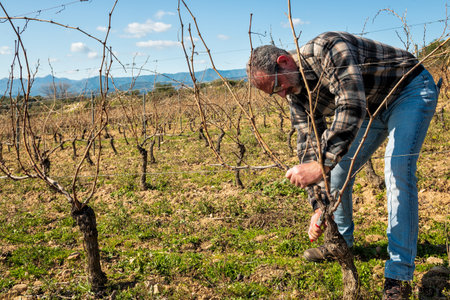 Winegrower pruning the vineyard with professional steel scissors. Traditional agriculture. Winter pruning, Guyot method.の写真素材
