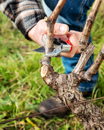 Winegrower pruning the vineyard with professional steel scissors. Traditional agriculture. Winter pruning, Guyot method.の写真素材