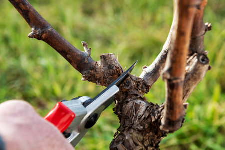 Winegrower pruning the vineyard with professional steel scissors. Traditional agriculture. Winter pruning, Guyot method.の写真素材