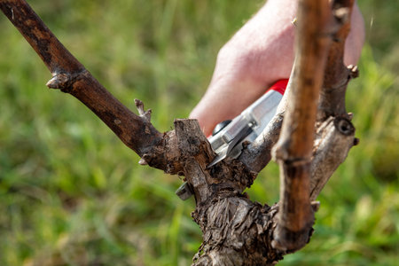 Winegrower pruning the vineyard with professional steel scissors. Traditional agriculture. Winter...