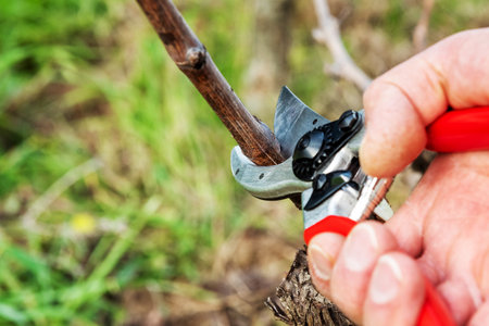 Winegrower pruning the vineyard with professional steel scissors. Traditional agriculture. winter pruning,の写真素材