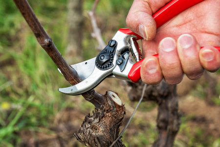 Winegrower pruning the vineyard with professional steel scissors. Traditional agriculture. winter pruning,の写真素材