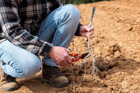 Farmer in the new vineyard prepares and plants the new vine seedlings in the ground. Agricultural industry, winery.の写真素材