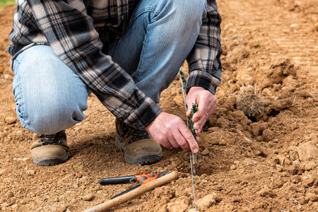 Farmer in the new vineyard prepares and plants the new vine seedlings in the ground. Agricultural industry, winery.の写真素材