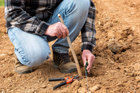 Farmer in the new vineyard prepares and plants the new vine seedlings in the ground. Agricultural industry, winery.の写真素材
