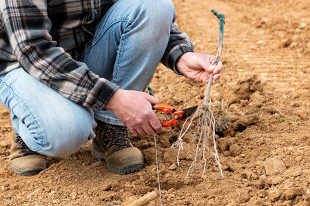 Farmer in the new vineyard prepares and plants the new vine seedlings in the ground. Agricultural industry, winery.の写真素材