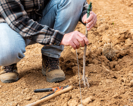 Farmer in the new vineyard prepares and plants the new vine seedlings in the ground. Agricultural industry, winery.の写真素材