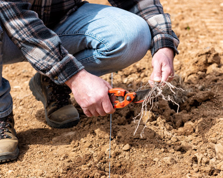 Farmer in the new vineyard prepares and plants the new vine seedlings in the ground. Agricultural industry, winery.の写真素材