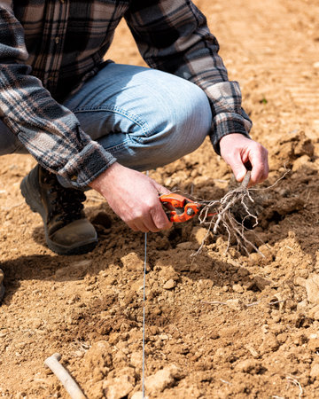 Farmer in the new vineyard prepares and plants the new vine seedlings in the ground. Agricultural industry, winery.の写真素材