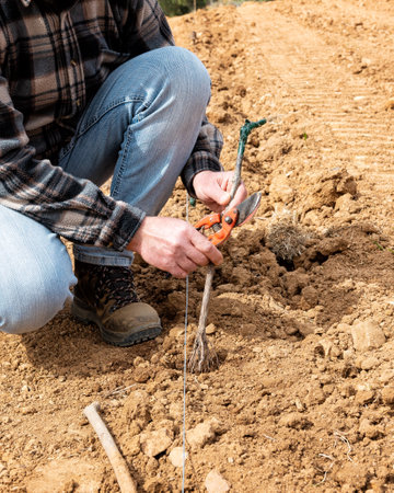 Farmer in the new vineyard prepares and plants the new vine seedlings in the ground. Agricultural industry, winery.の写真素材