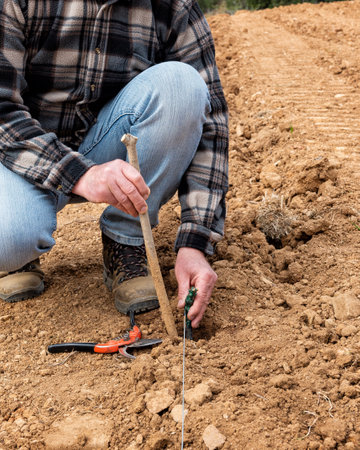 Farmer in the new vineyard prepares and plants the new vine seedlings in the ground. Agricultural industry, winery.の写真素材
