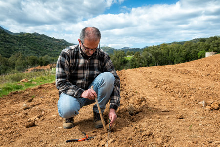 Farmer in the new vineyard prepares and plants the new vine seedlings in the ground. Agricultural industry, winery.の写真素材