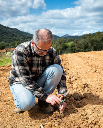 Farmer in the new vineyard prepares and plants the new vine seedlings in the ground. Agricultural industry, winery.の写真素材