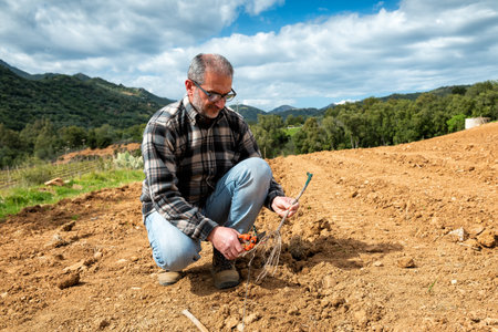 Farmer in the new vineyard prepares and plants the new vine seedlings in the ground. Agricultural industry, winery.の写真素材
