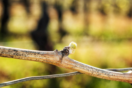 Young inflorescence of the vine. Close-up of the buds and young leaves in the branches of a vineyard in Sardinia, Italy. Traditional agriculture.の写真素材