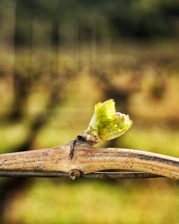Young inflorescence of the vine. Close-up of the buds and young leaves in the branches of a vineyard in Sardinia, Italy. Traditional agriculture.の写真素材