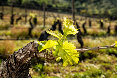 Young inflorescence of the vine. Close-up of the buds and young leaves in the branches of a vineyard in Sardinia, Italy. Traditional agriculture.の写真素材