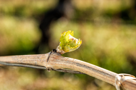 Young inflorescence of the vine. Close-up of the buds and young leaves in the branches of a vineyard in Sardinia, Italy. Traditional agriculture.の写真素材