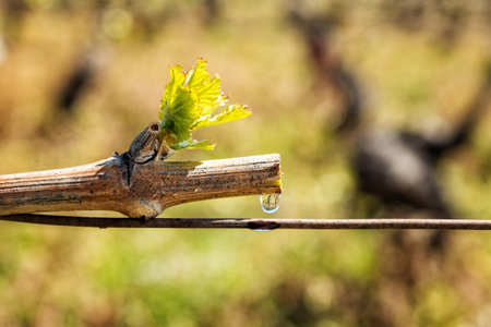 Drop of sap falling from vine branch with young shoots in spring. Sardinia, Italy. Traditional organic agriculture.の写真素材