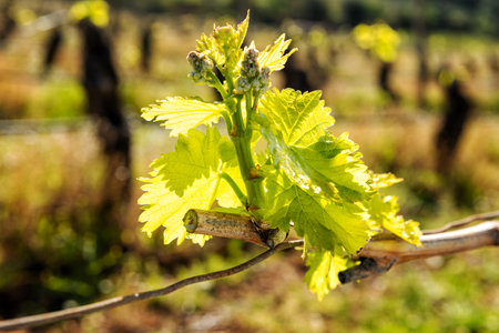Drop of sap falling from vine branch with young shoots in spring. Sardinia, Italy. Traditional organic agriculture.の写真素材
