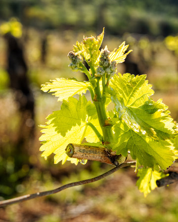 Drop of sap falling from vine branch with young shoots in spring. Sardinia, Italy. Traditional organic agriculture.の写真素材