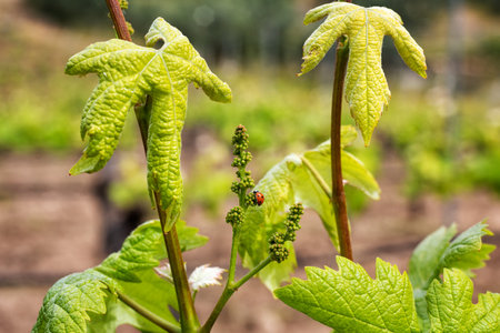 Ladybug walking among young bunches of Vermentino grapes in spring. Traditional and sustainable agriculture.の写真素材